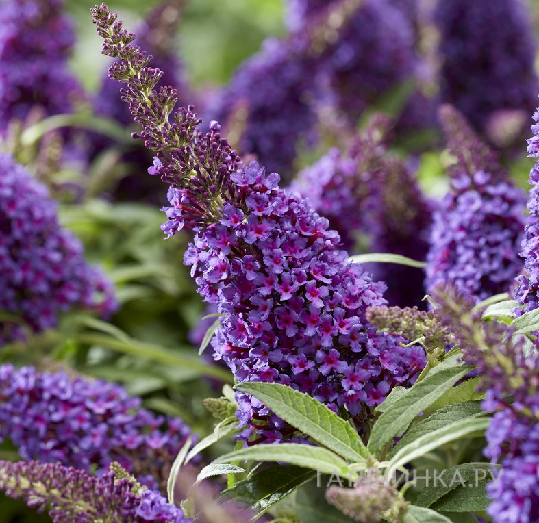 Буддлея Давида Батерфляй Канди Литл Лила