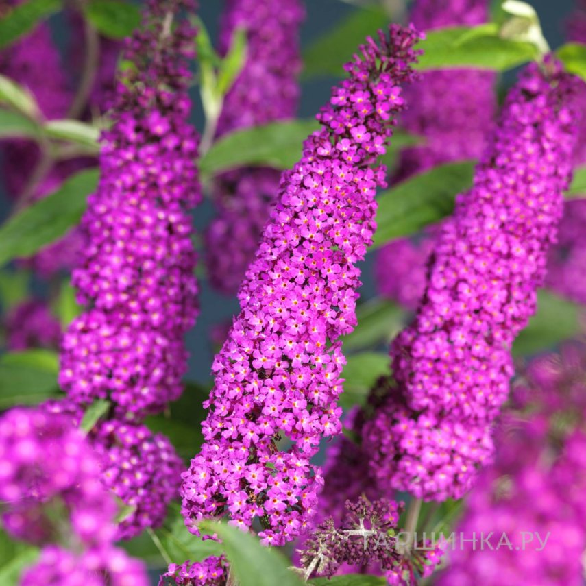 Буддлея Давида Роял Ред