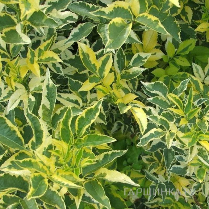 Бузина Мадонна черная