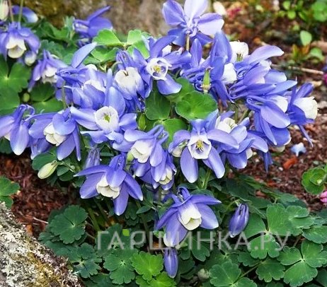 Аквилегия Блу энд Вайт вееровидная