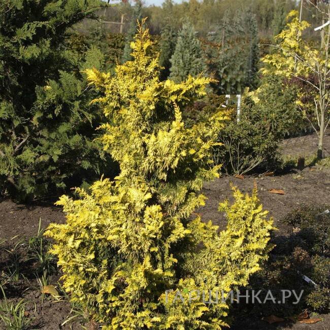 Кипарисовик тупой Ауреа