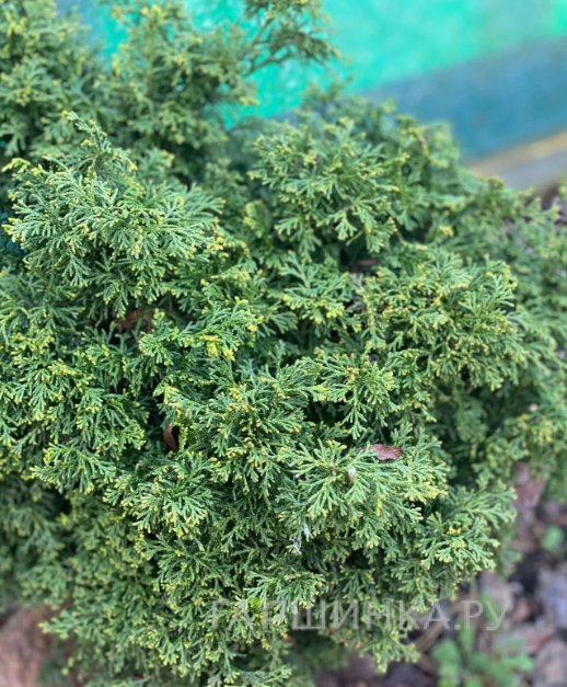 Кипарисовик Мариеси тупой