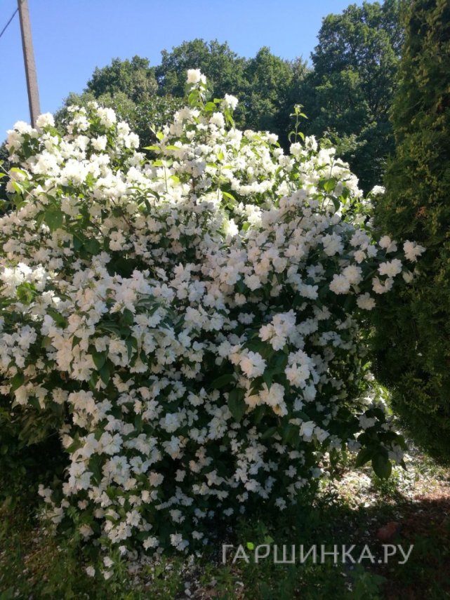 Чубушник Жемчуг