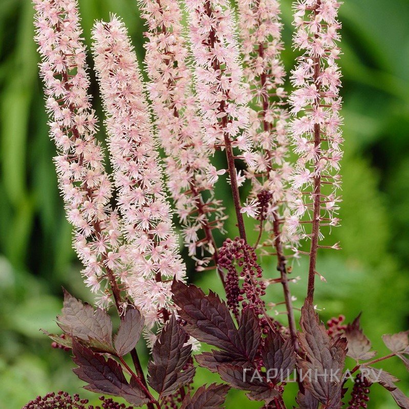 Цимицифуга (Клопогон) Пинк Спайк