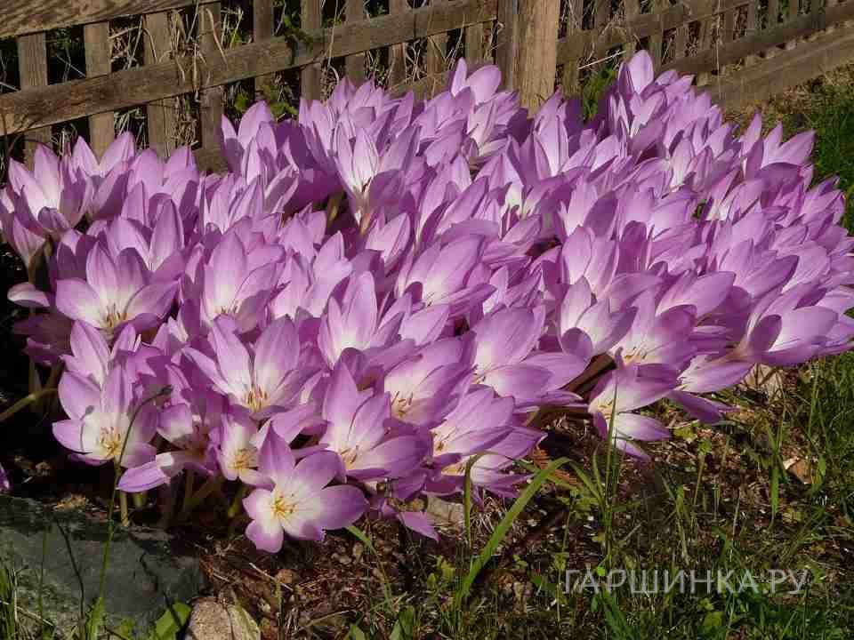 Крокус Зонатус 10шт