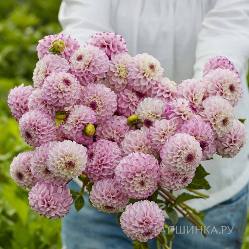 Георгина Генова помпонная