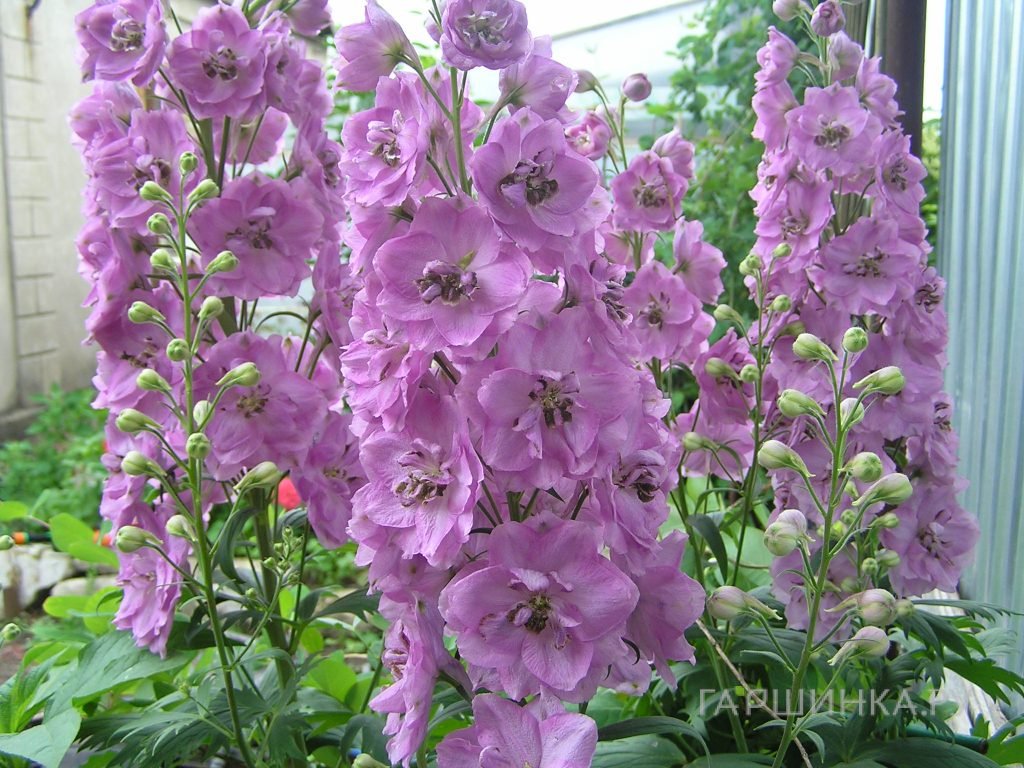 Дельфиниум Пацифик Астолат