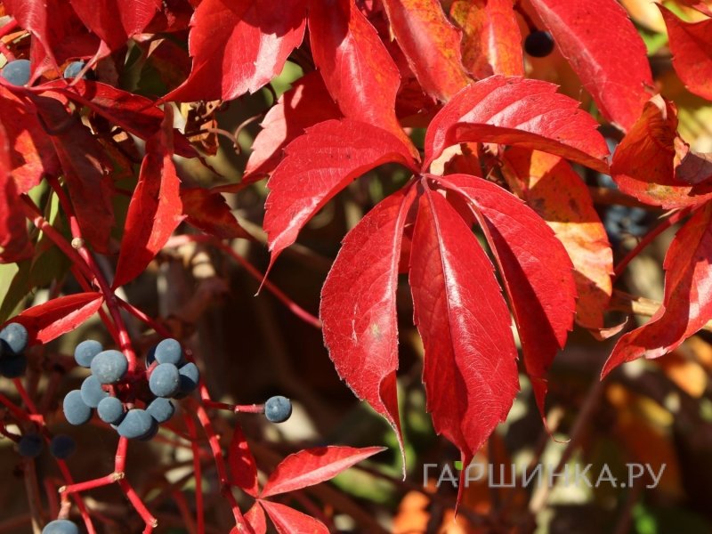 Девичий виноград Энгельмана (с присосками)