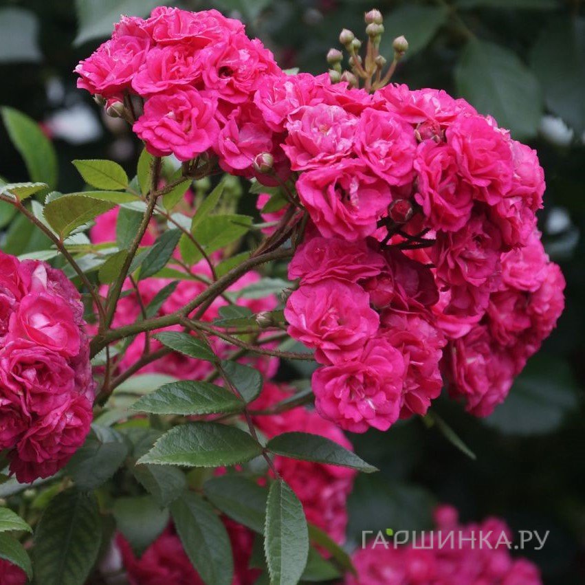 Роза Динки мускусная, Ленс (лиц)