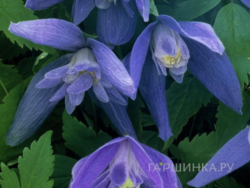 Клематис (Княжик) Джиска полумахровый синий (1)