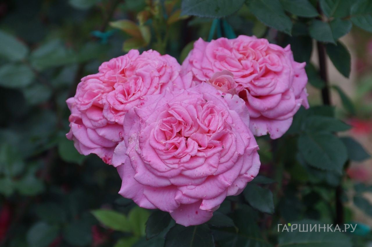 Роза Эшли чайно-гибридная, Тантау (лиц)