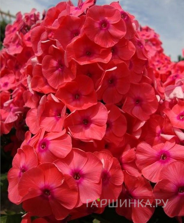 Флокс Горислав