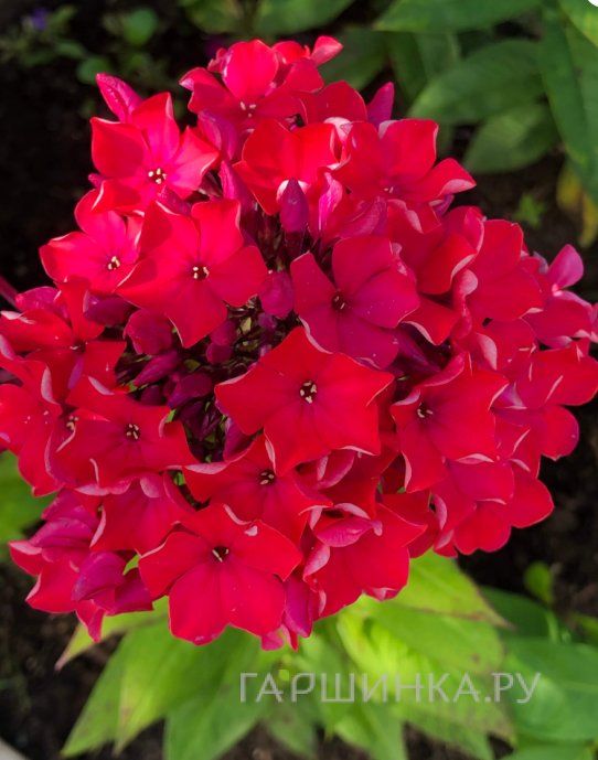 Флокс Калинка метельчатый