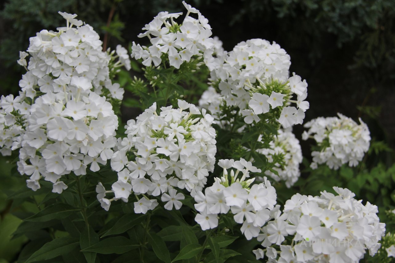 Флокс метельчатый Фудзияма