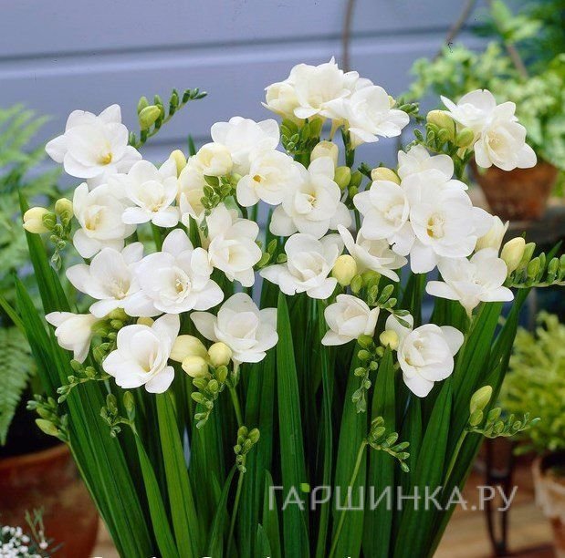 Фрезия махровая Дабл Уайт 10шт.