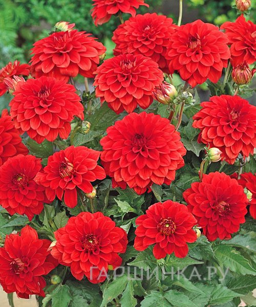 Георгина Геллери Валентин бордюрная