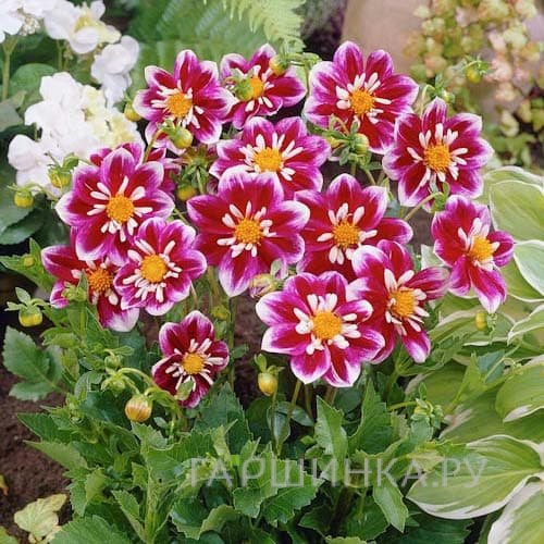 Георгина Импрешн Фабула воротничковая