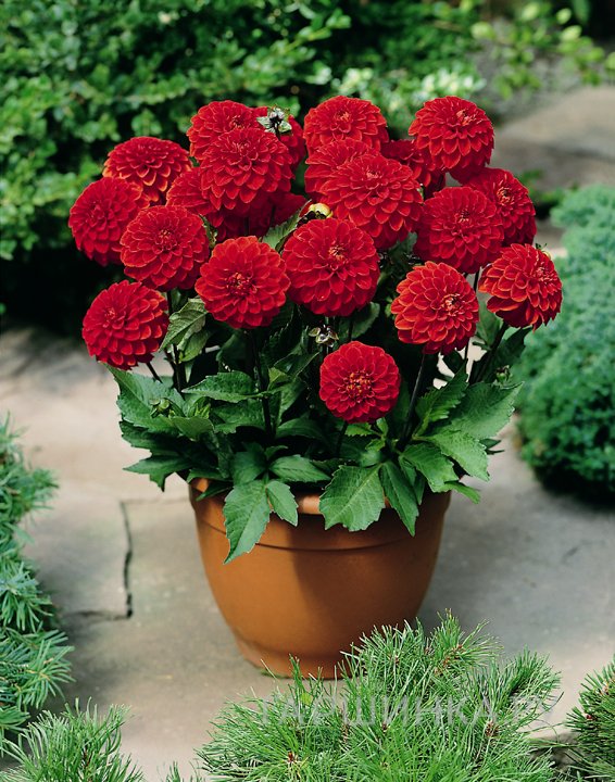 Георгина Хитвейв бордюрная