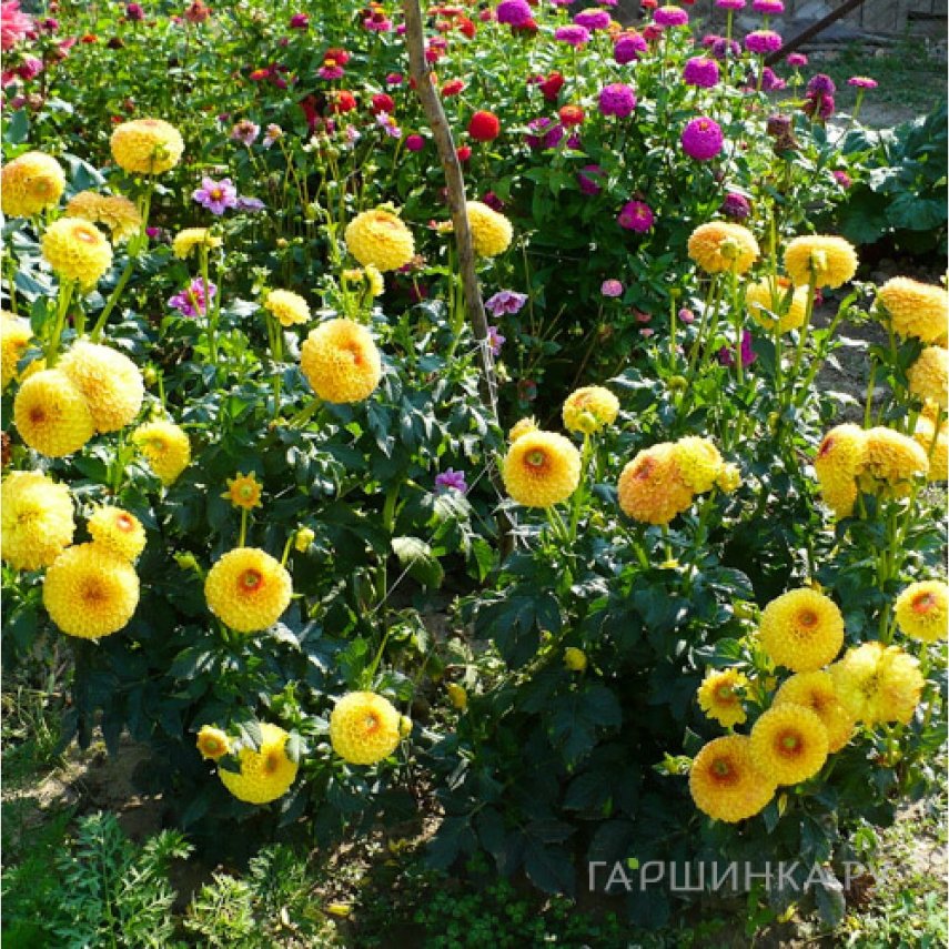 Георгина Санни Бой шаровидная