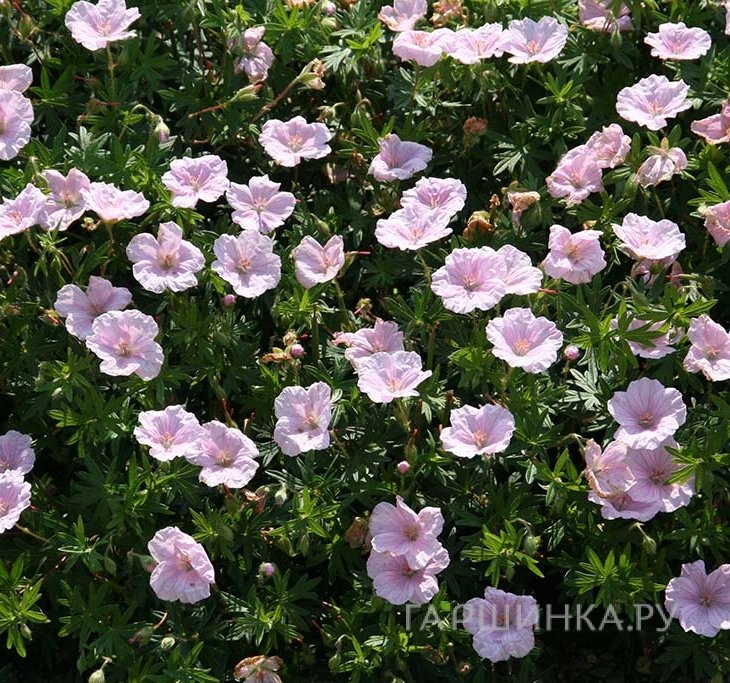 Герань кроваво-красная Апфельблют