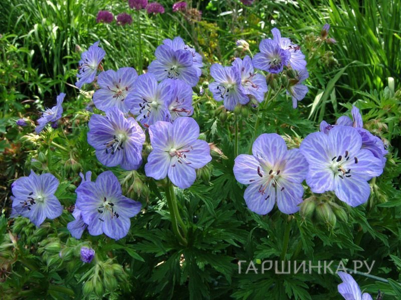 Герань Миссис Кендл Кларк