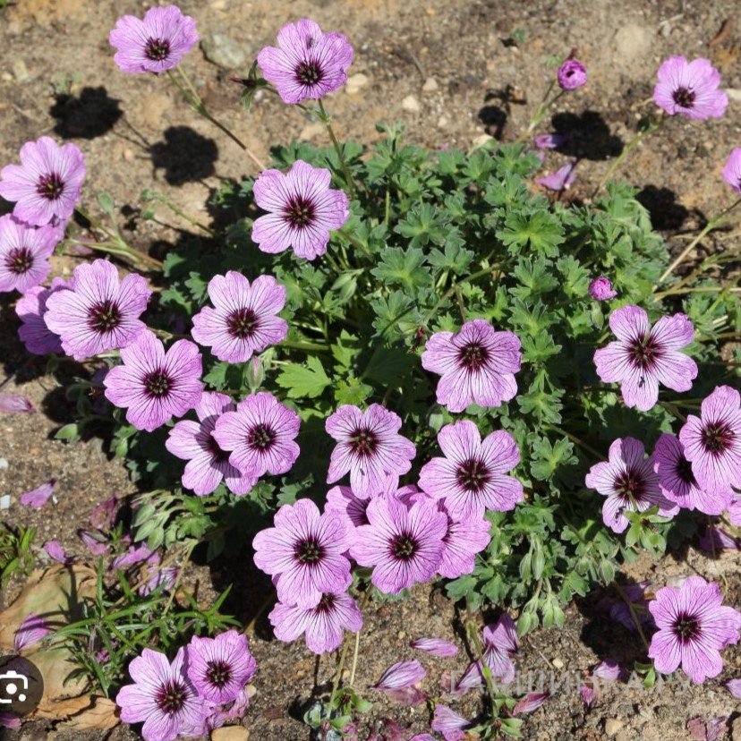 Герань садовая Лоуренс Флэтмен