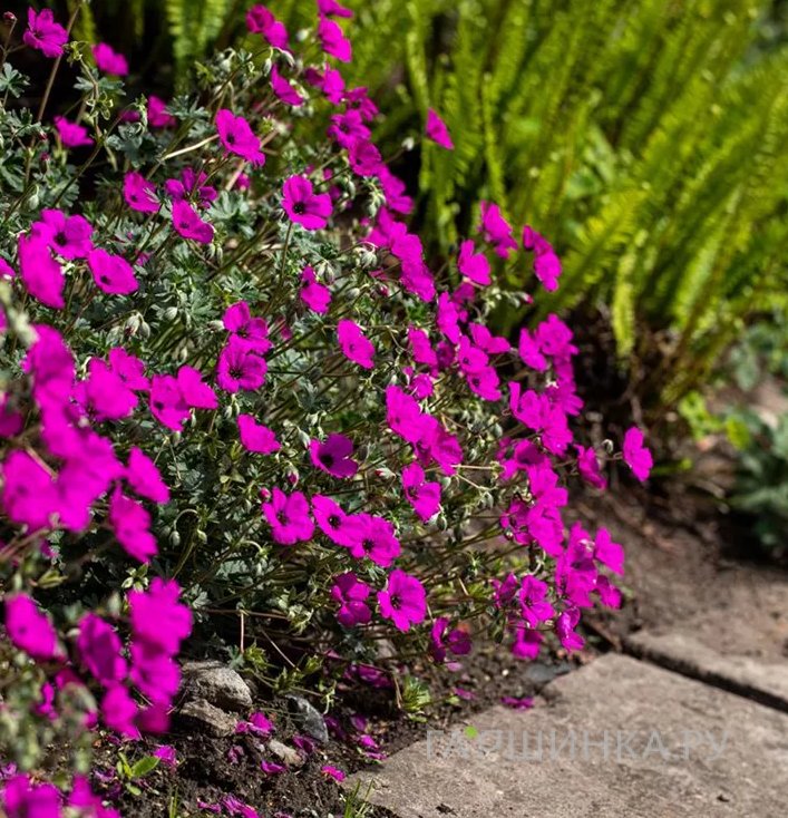 Герань садовая Гюссепии