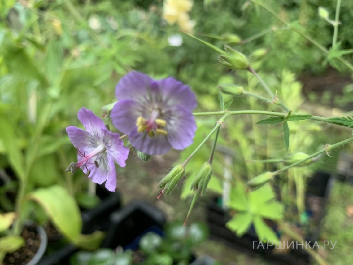 Герань Волкур темная