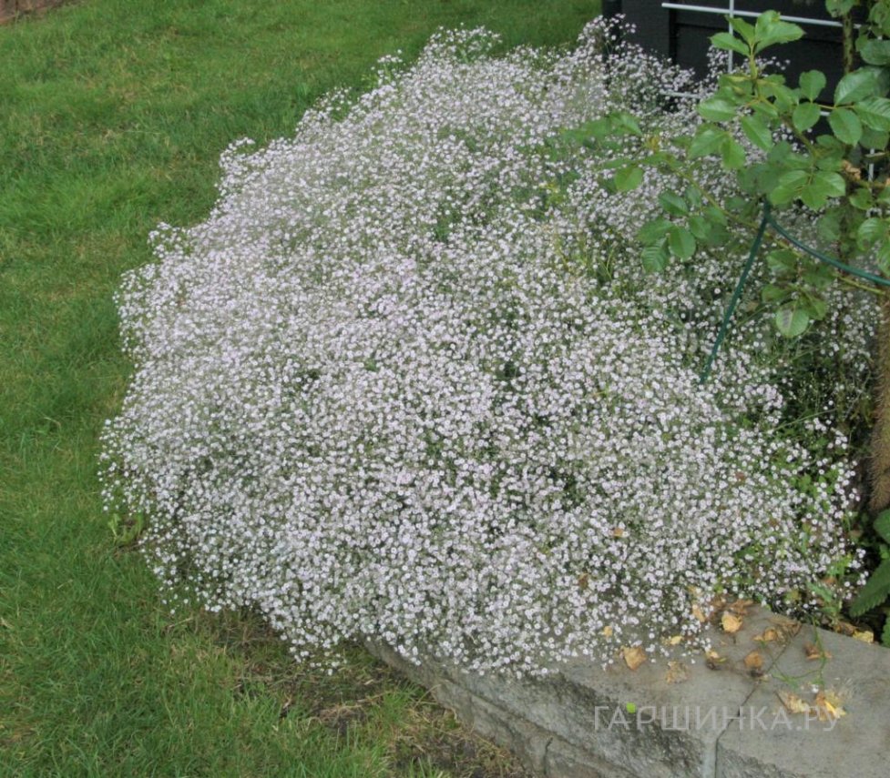Гипсофила Фейри Перфект