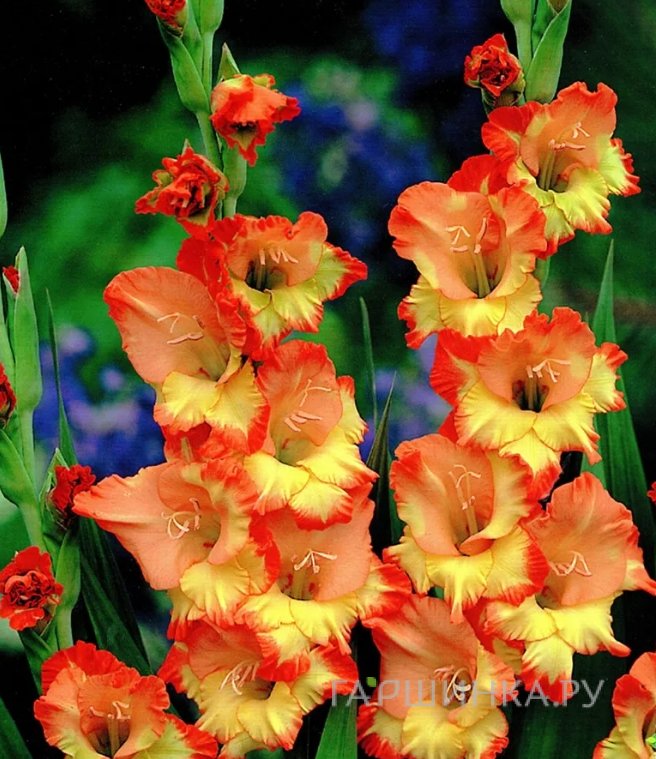 Гладиолус Принцесс Маргарет Роуз 5 шт