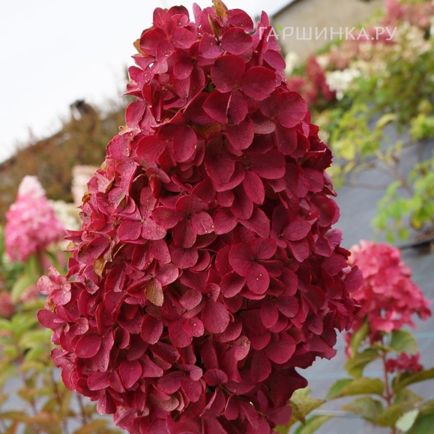 Гортензия Мэджикал Файер (Волшебный огонь) метельчатая