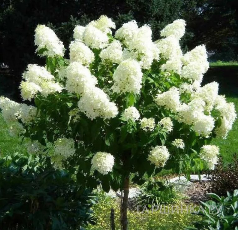 Гортензия на штамбе Пинки Промис