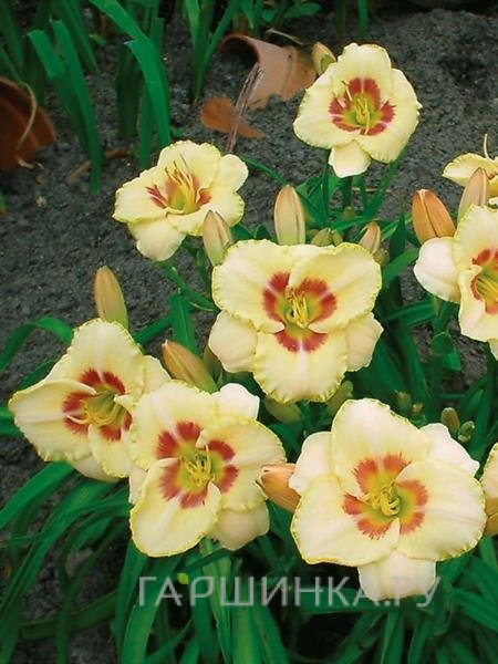 Лилейник Кастед Кэнди