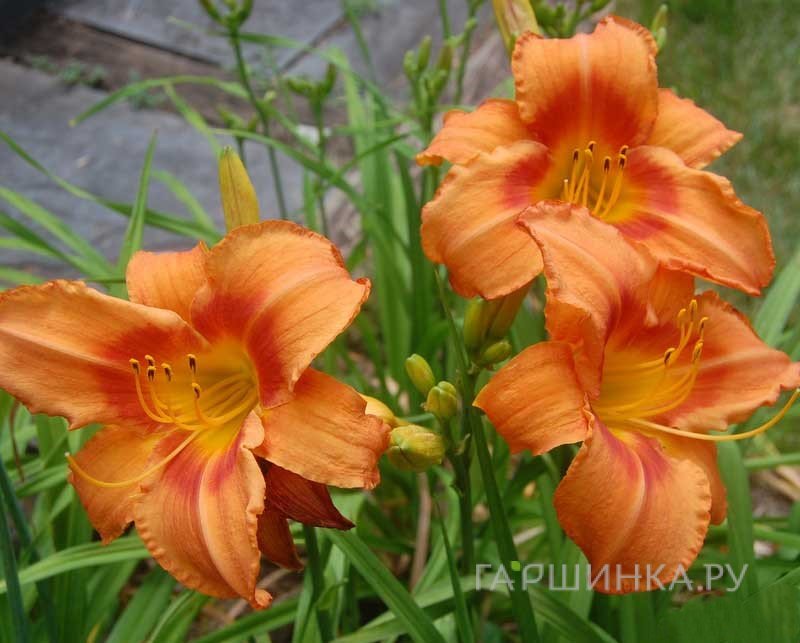 Лилейник Либия Оранж Краш