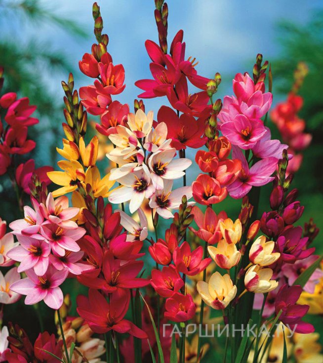 Иксия Микс 10шт