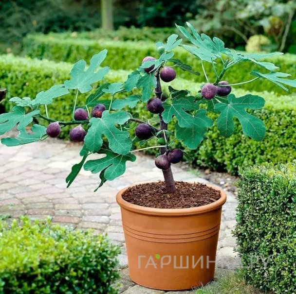 Инжир (Фикус Карика) Литл Мисс Фигги