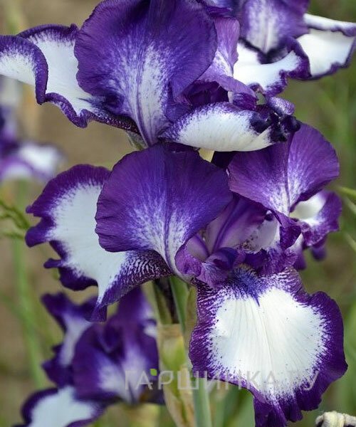 Ирис бородатый Гоинг Май Вей