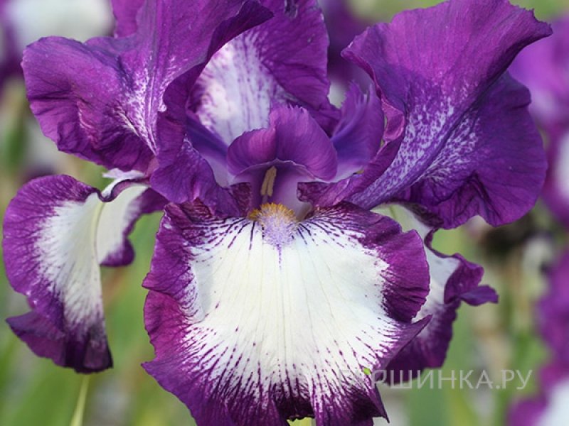 Ирис бородатый Кози Калико