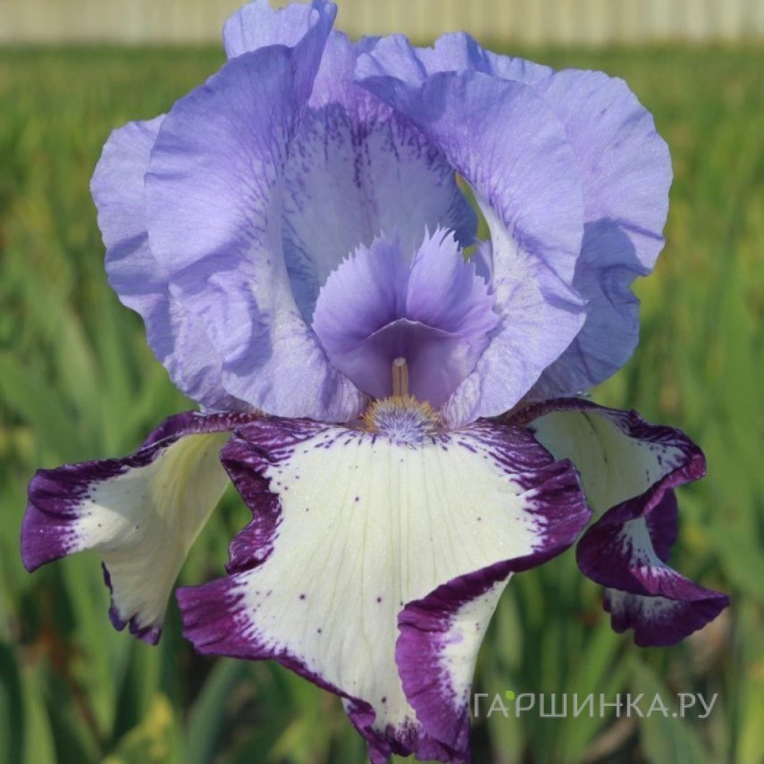 Ирис бородатый Он Эдж