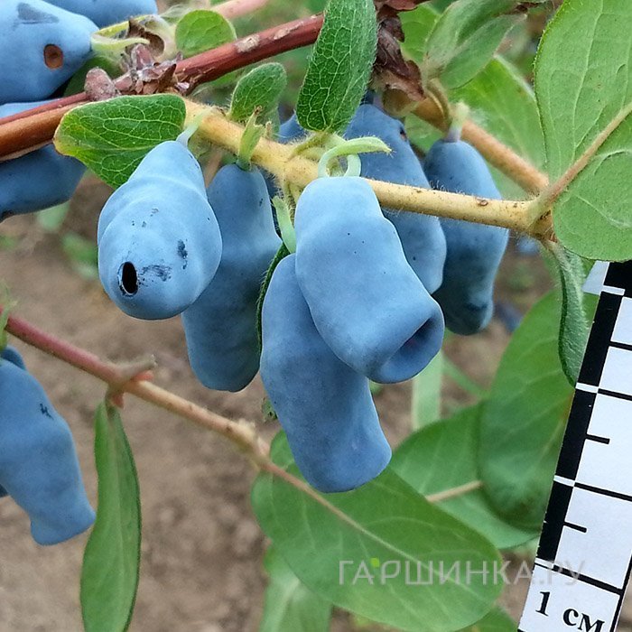 Жимолость Югана