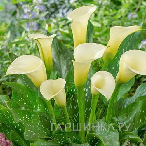 Калла Элеганза