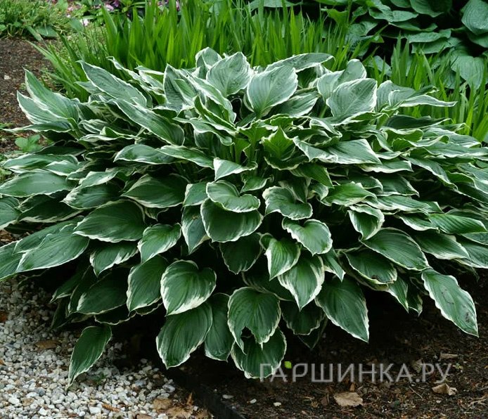 Хоста Франсе (M)