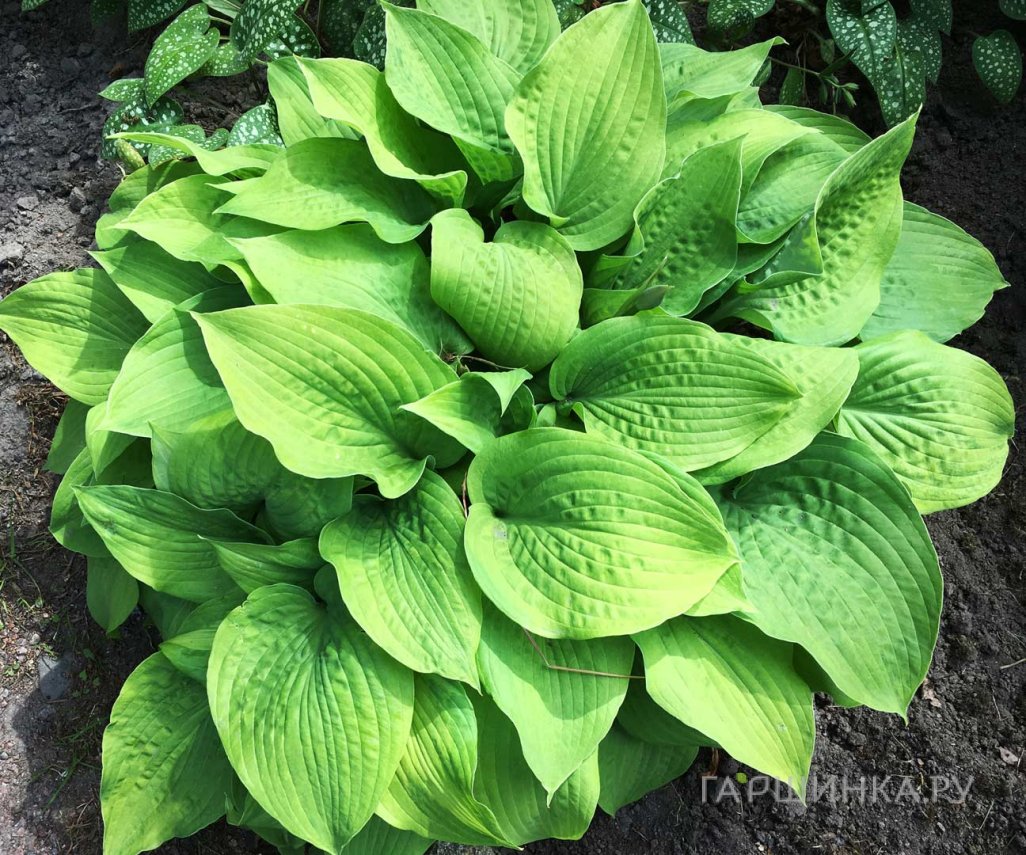 Хоста Хонибелз (L)