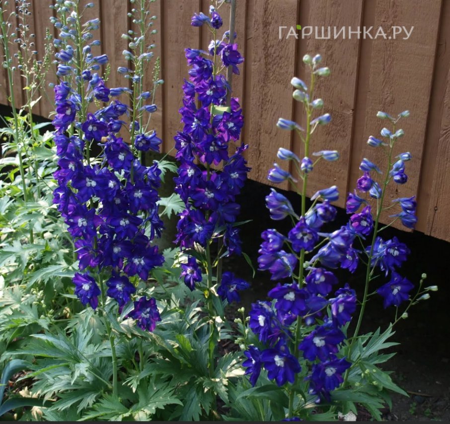 Дельфиниум высокий Кинг Артур (Король Артур)