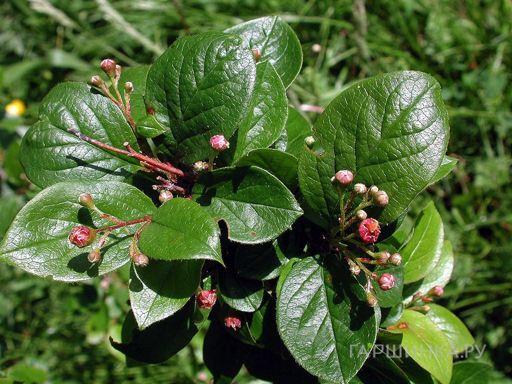 Кизильник блестящий
