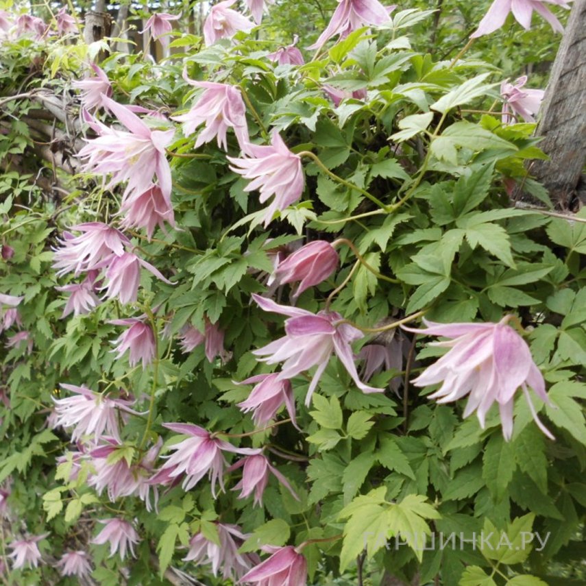 Клематис (Княжик) Пинк Сюрпрайз (Розовый сюрприз) махровый (1)