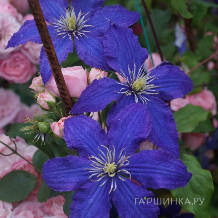 Клематис Рапсодия крупноцветковый (3)