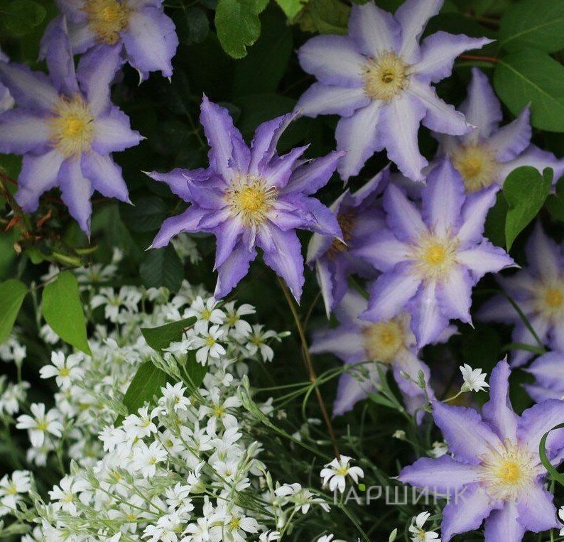 Клематис Тирислунд крупноцветковый (2)