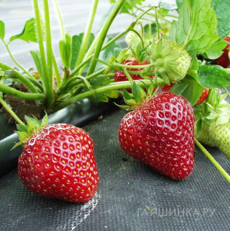 Клубника Кармен
