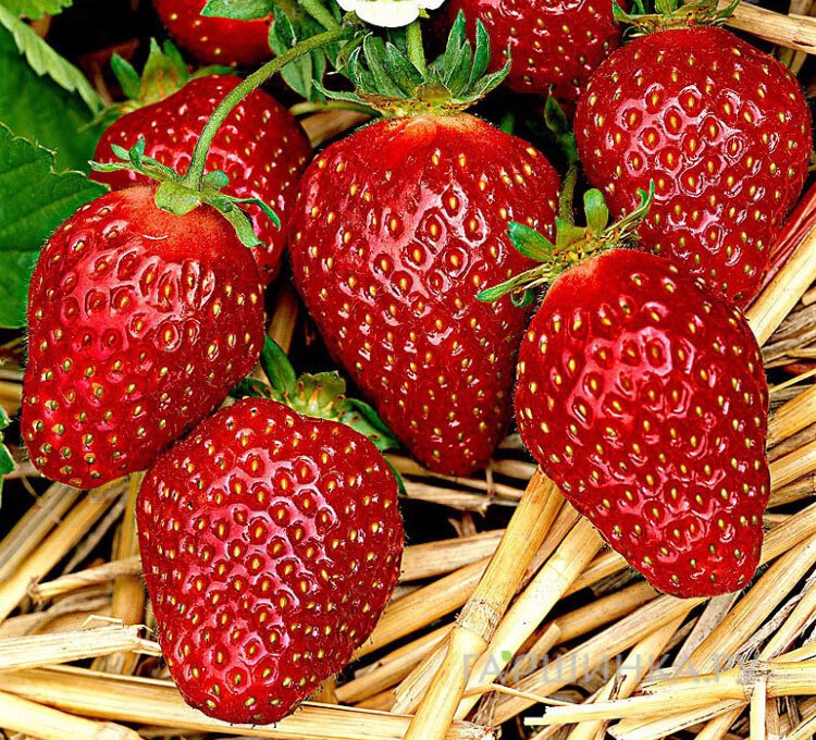Клубника Корона ремонтантная